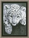 Black and White Leopard