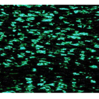 PB89-Racing Green Petite Treasure Braid
